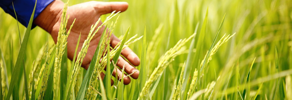 چگونه سیستم آبیاری بارانی زمین‌های خشک را زنده می‌کند؟
