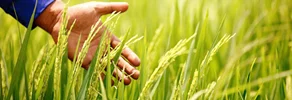 چگونه سیستم آبیاری بارانی زمین‌های خشک را زنده می‌کند؟